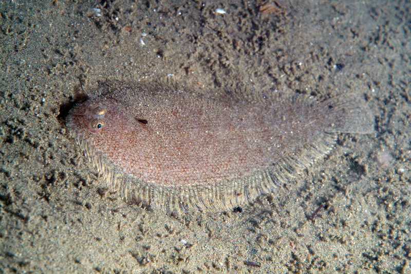 Buglossidium luteum (Risso, 1810)